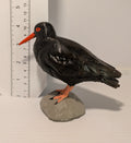 Black Oystercatcher Sculpture